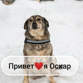 Оскар хочет стать домашним! Оскар хочет стать домашним!