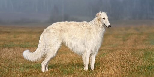 Русская псовая борзая