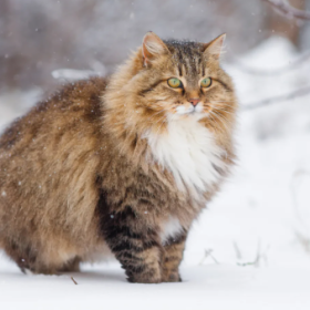 Сибирская кошка Сибирская кошка