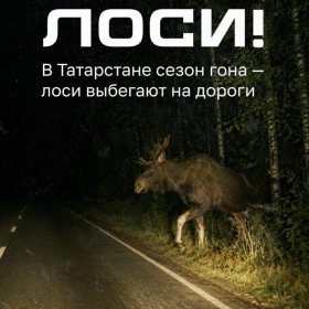 Осторожно: лоси на дорогах!