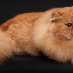Персидская кошка Персидская кошка