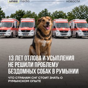 Усыпление не решает проблему с бездомными животными
