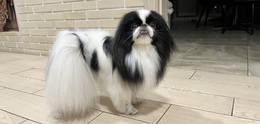 Японский хин Японский хин