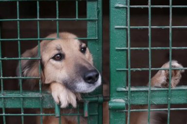 В России появится Госсервис, где можно будет взять питомца из приюта В России появится Госсервис, где можно будет взять питомца из приюта