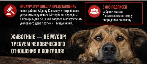 Скандал в Татарстане: подрядчика по отлову собак Сергея Мадьянкина могут привлечь к уголовной ответственности Скандал в Татарстане: подрядчика по отлову собак Сергея Мадьянкина могут привлечь к уголовной ответственности