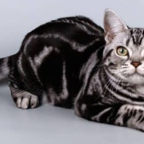 Американская короткошерстная кошка Американская короткошерстная кошка