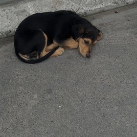 Найден щенок. Хозяин, отзовись!