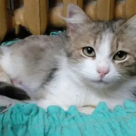 Коту Яше нужен дом! Коту Яше нужен дом!