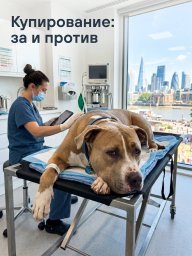 Купирование: за и против