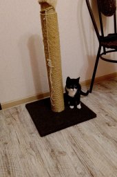 Найдена кошка, ищем добрые ручки!