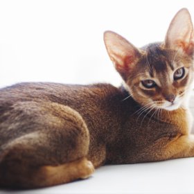 Абиссинская кошка Абиссинская кошка