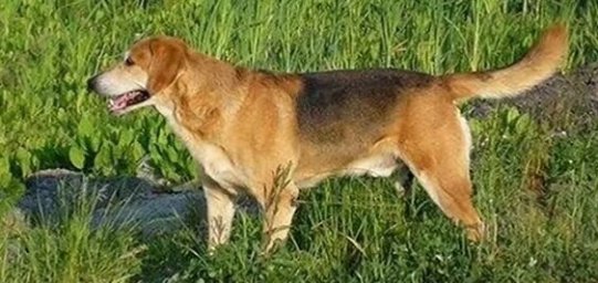 Русская гончая