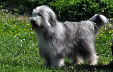 Бородатый колли (бирди) Бородатый колли (бирди)