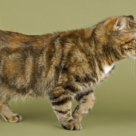 Кимрийская кошка Кимрийская кошка