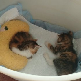 Срочно пристроить 2х котят 6