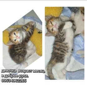 Срочно пристроить 2х котят 0
