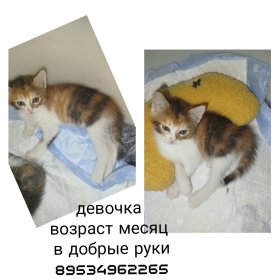 Срочно пристроить 2х котят 5