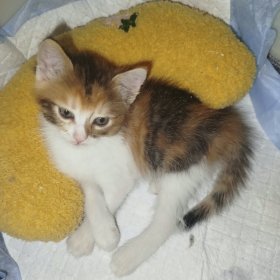Срочно пристроить 2х котят 2
