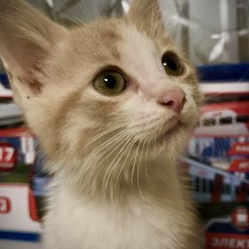 Рыжий котёнок 3