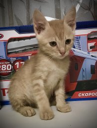 Рыжий котёнок Рыжий котёнок