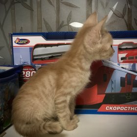 Рыжий котёнок 2