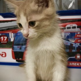 Рыжий котёнок 4