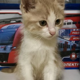 Рыжий котёнок 5