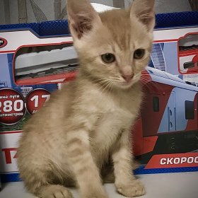 Рыжий котёнок 0