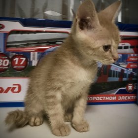Рыжий котёнок 1